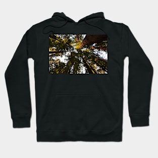 Redwoods trees and sky Hoodie